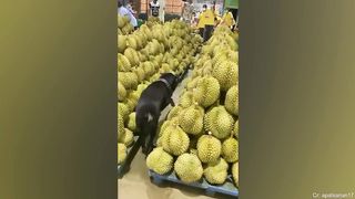 Videos De Risa De Animales 2023 - 10 Momentos Más Divertidos Perros del Año ????