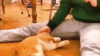 Funny Videos Compilation 5