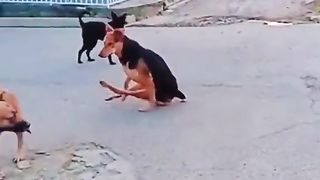 Must Watch Funny video 2 and  the 