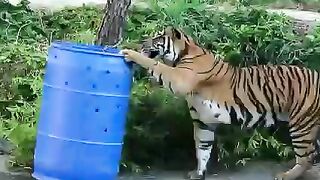 Ja’Malle the tiger is investigating a very suspicious barrel ????????????