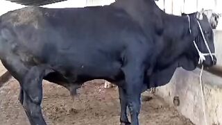 Qurbani ka Sub sa Bara Beal