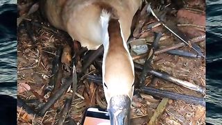 Funny video