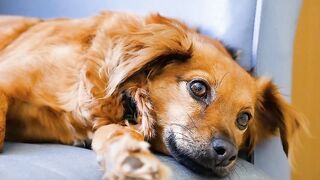 Dog Puppy Canine