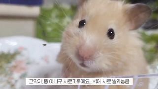 Creative hamster video