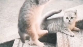 Cat Fight 2