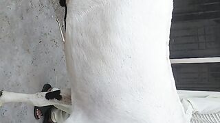 Special Bakra