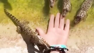 Crocodiles funny clips