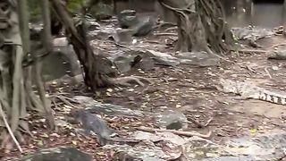 Funny crocodile video beautifull