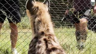 HOW DO YOU SEE IF A HYENA WANTS TO KILL YOU ⁉️ ????