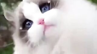 Beautiful gorgeous cats