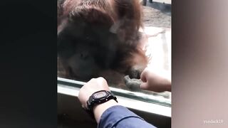 Funny Animals That Always Make Us LAUGH!???? 2023!!!!