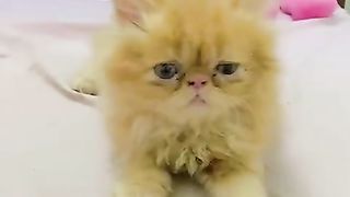 Ting Tong..naughty cat