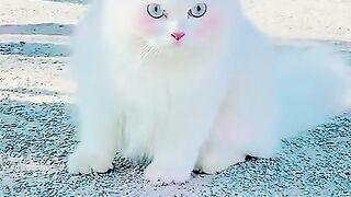 Sweetie lovely beautiful cat