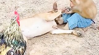 DANKI AND MONKY
