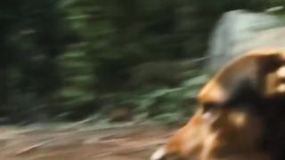 animal vedioes