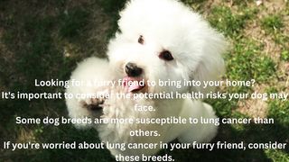 looking for a furry friend?
