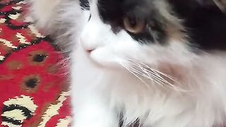 Beautiful innocent cat