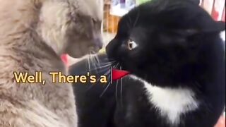 Talking cat