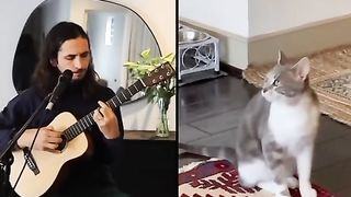 Singing cat