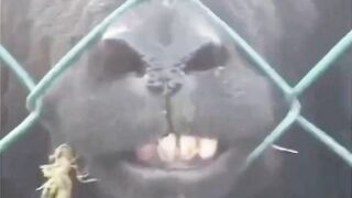 Hilarious Animal Videos That Will Make Your Day Better ????????