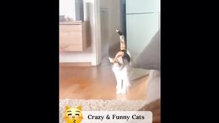Funny animal videos 2023 ???? - Funniest cats and dogs videos ????