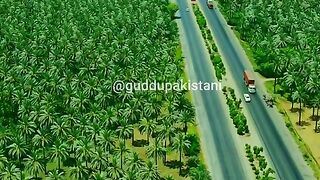 most  dats tree in pakistan
