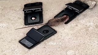 Mouse trap 2
