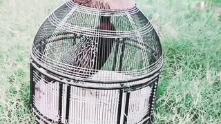Balack teetar calling | Black Francolin Voice