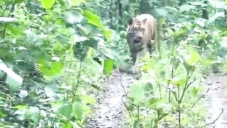 Amazing view - Real tiger