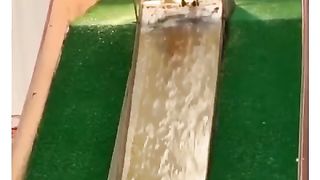 Ducks enjoy