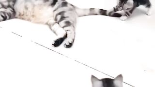 Try Not To Laugh Challenge ???? Funny Cats and Dogs 2023 ???????? 3