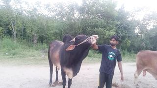 Bull in Islamabad