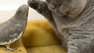 Amazing facts videos ???????? 5