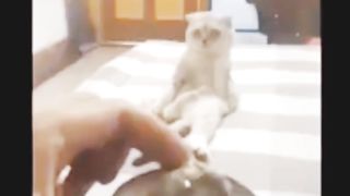 Funny animals - Funny cats / dogs - Funny animal videos 2023 3