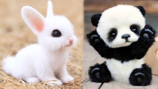 The best cutest little animals