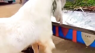 QURBANI KA JANWER