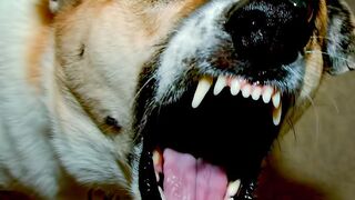 angry dog 2