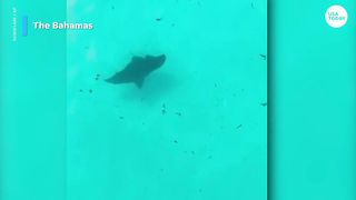 Bird dive