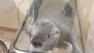 funny cat 34