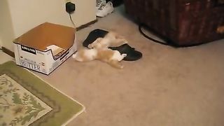 Kitten trying to play with big cat