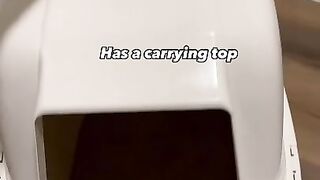 Little Box Inclosed Cat