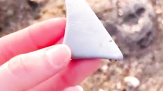 Coquille d'œuf de requin trouvée sur le rivage