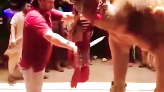 Biggest_Camel_For_Qurbani_in_2023