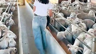 Juste une fille qui nourrit ses moutons ! ????
