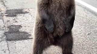 C'est incroyablement mignon - ils sont si polis ????
