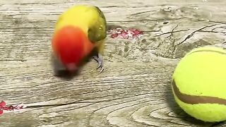 An incredibly clever parrot????