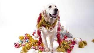 Dog posing Christmas