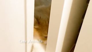 Funny Animal Video 3
