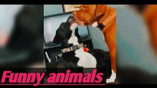 Funny animals video 11