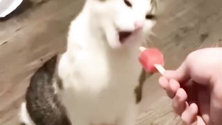 Try Not To Laugh Challenge ???? Funny Cats and Dogs 2023 ???????? 4